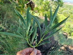 Pavetta glaucophylla