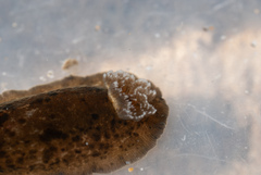 Dendrodoris krebsii