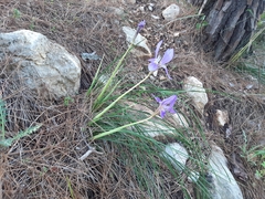 Iris unguicularis