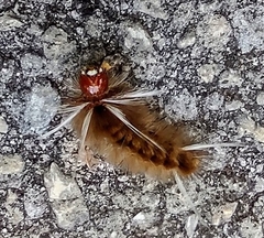 Halysidota cinctipes