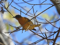 Icterus