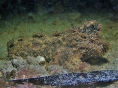 Aploactisoma milesii