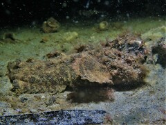 Aploactisoma milesii