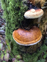 Fomitopsis