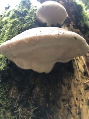 Fomitopsis