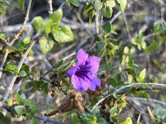 Ruellia californica