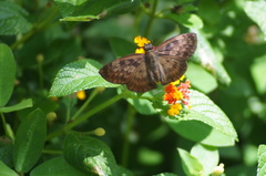 Anastrus sempiternus