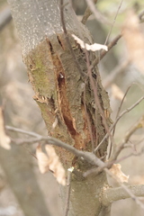 Cryphonectria parasitica