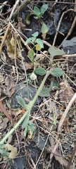 Kalanchoe rotundifolia