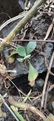 Kalanchoe rotundifolia