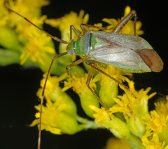 Adelphocoris