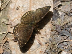 Telenassa delphia gaujoni