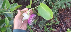 Passiflora nitida