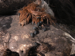 Thanatophilus rugosus