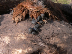 Thanatophilus rugosus