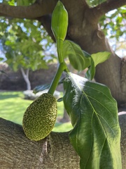 Artocarpus heterophyllus