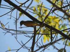 Icterus