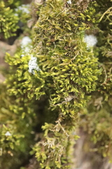 Nyholmiella obtusifolia