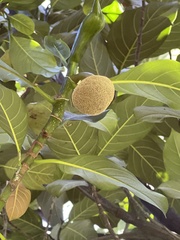 Artocarpus heterophyllus