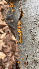 Calocera cornea