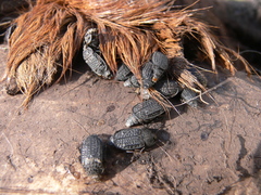 Thanatophilus rugosus