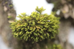 Nyholmiella obtusifolia