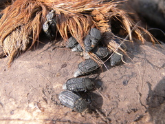 Thanatophilus rugosus