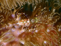 Periclimenes yucatanicus