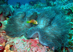Amphiprion nigripes
