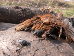 Thanatophilus rugosus