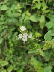 Commicarpus plumbagineus