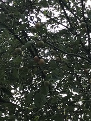 Diospyros virginiana