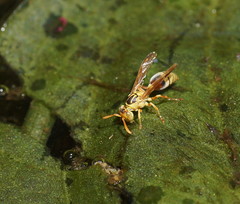 Ropalidia romandi