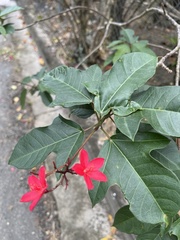Jatropha
