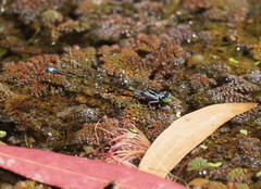 Ischnura pruinescens