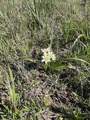 Toxicoscordion fremontii