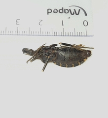 Triatoma platensis