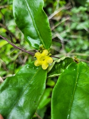 Prestonia calycina
