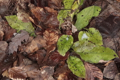 Pulmonaria