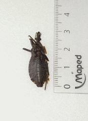 Triatoma platensis