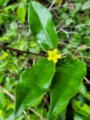 Prestonia calycina