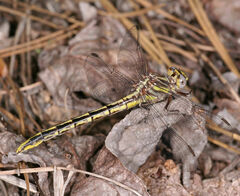 Phanogomphus oklahomensis