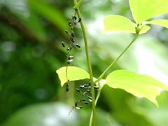 Dioscorea hispida