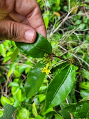 Prestonia calycina