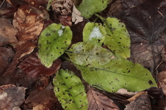 Pulmonaria