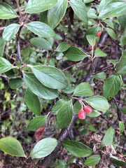 Cotoneaster