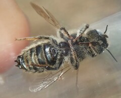 Hoplitis bisulca