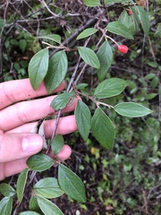 Cotoneaster