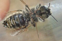Hoplitis bisulca