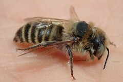Hoplitis bisulca